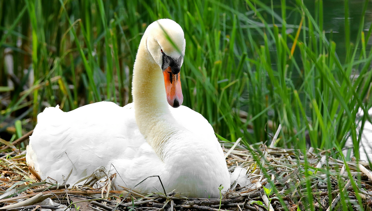 On the nest