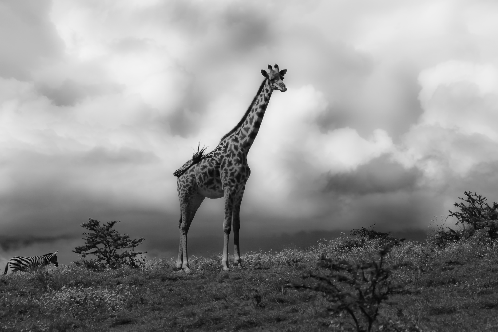 On the Ngorongoro slope, Tanzania