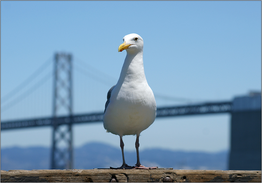 On the old pier