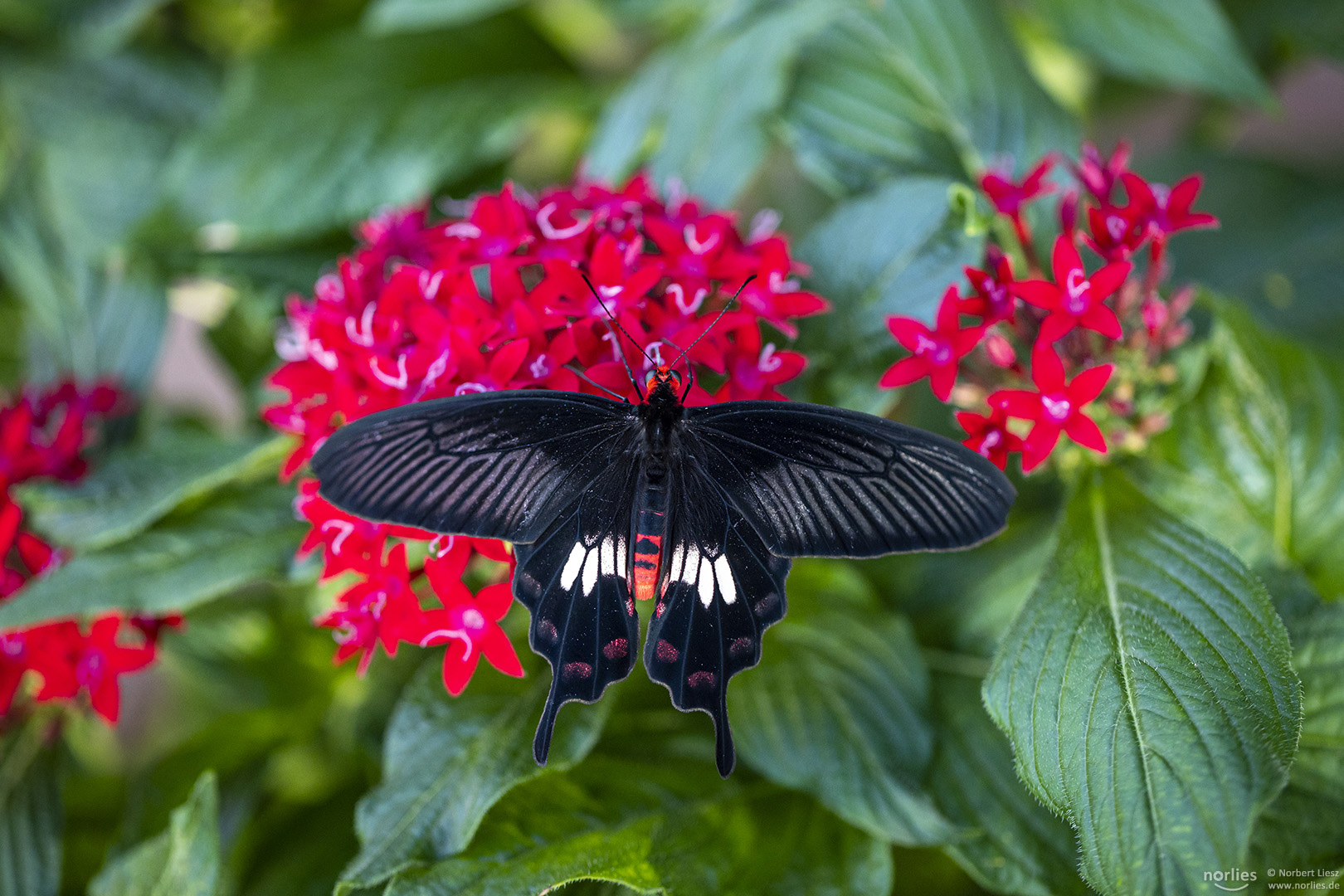 On the red flower