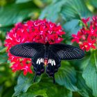 On the red flower