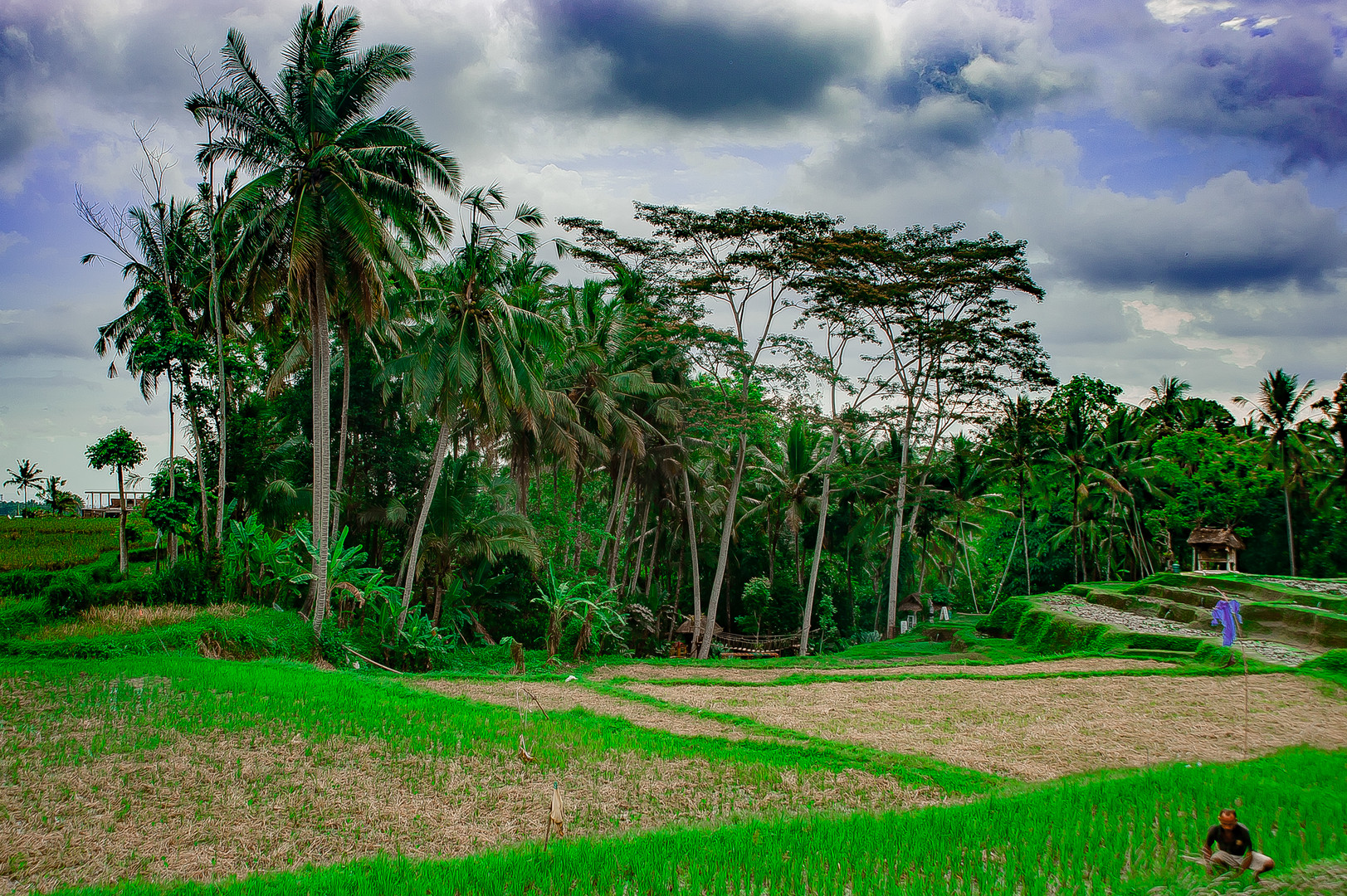 On the rice field in Tegallalang