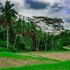 On the rice field in Tegallalang