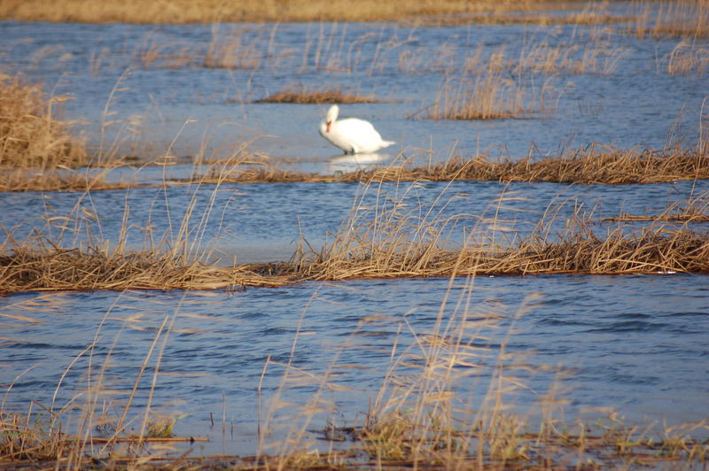 On the River Oder