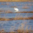 On the River Oder