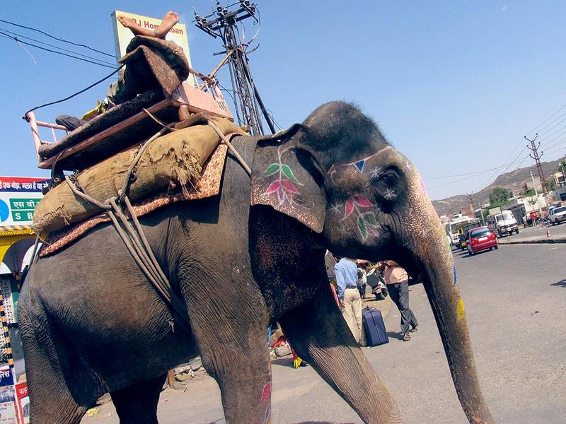 On the road in Jaipur