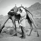 On the road through a stone desert/ Sinai/ Egypt