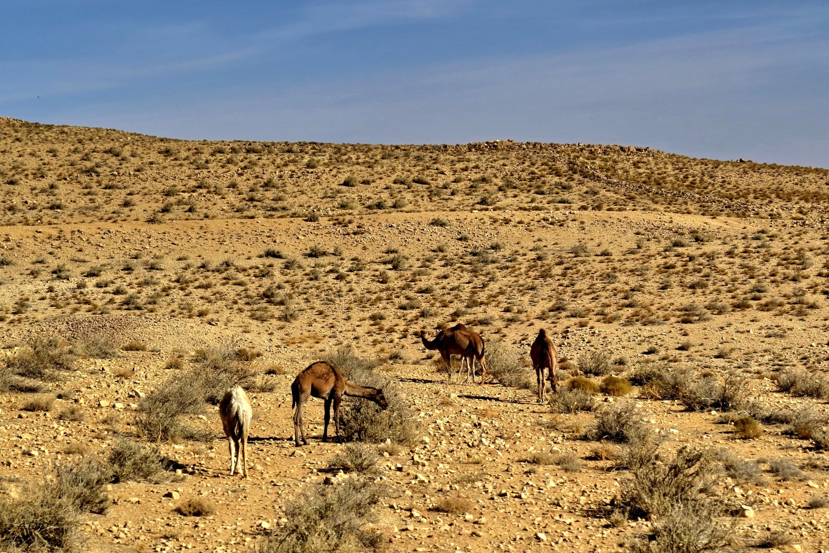 On the Road to Petra