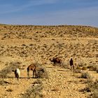 On the Road to Petra