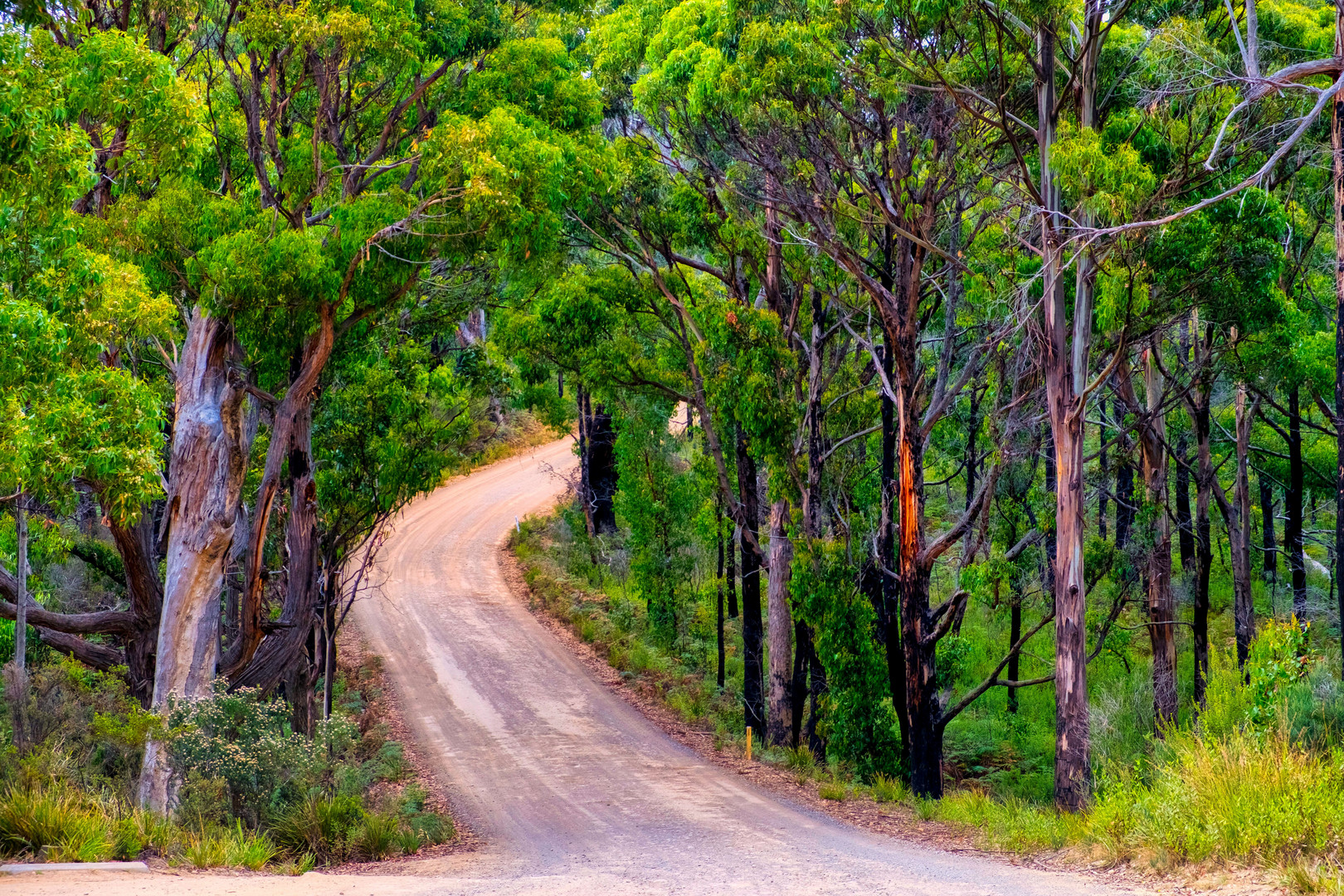 on the road to South Bruny Island 1