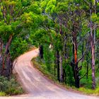 on the road to South Bruny Island 1