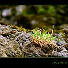 ON THE ROCKS