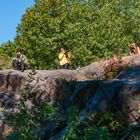 On The Rocks in Central Park