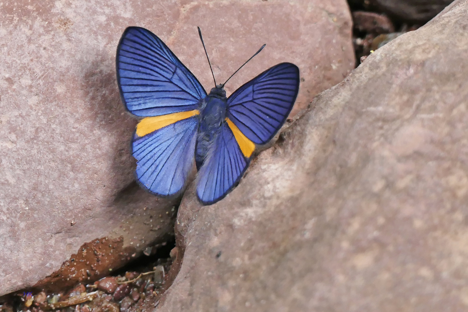 On the rocks, (Riodininae, Riodinini, Siseme mililtaris)