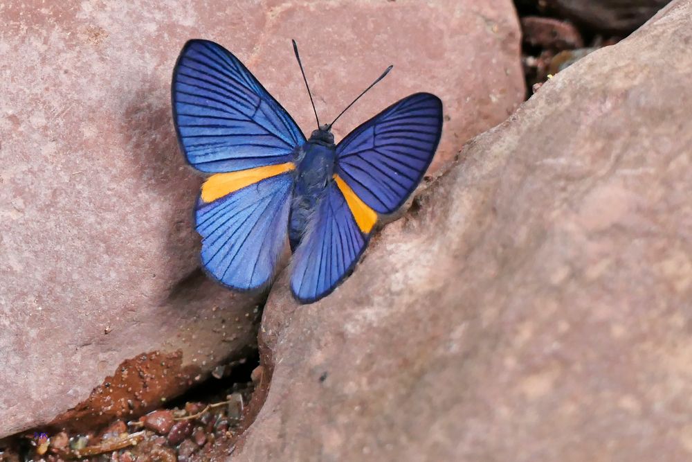 On the rocks, (Riodininae, Riodinini, Siseme mililtaris)