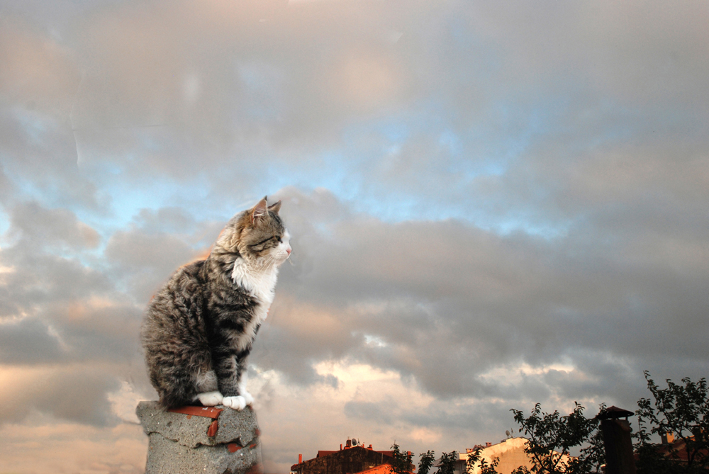 on the roof