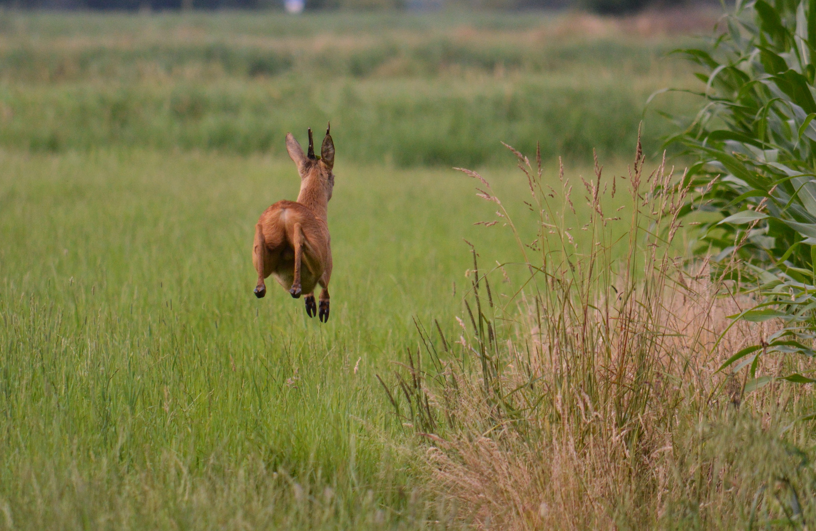 On the run