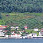 On the Shore of the Hardanger Fjord