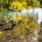 On the shores of Lake Tekapo #2