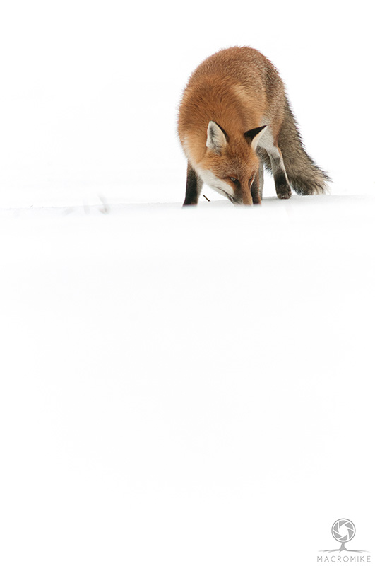 on the snow