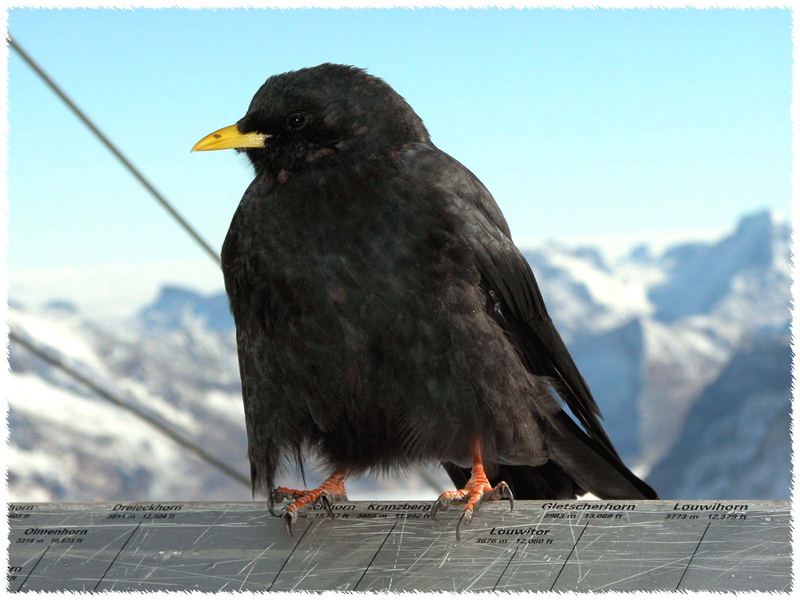 on the "Top of Europe" - Jungfraujoch 3475m.