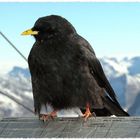 on the "Top of Europe" - Jungfraujoch 3475m.