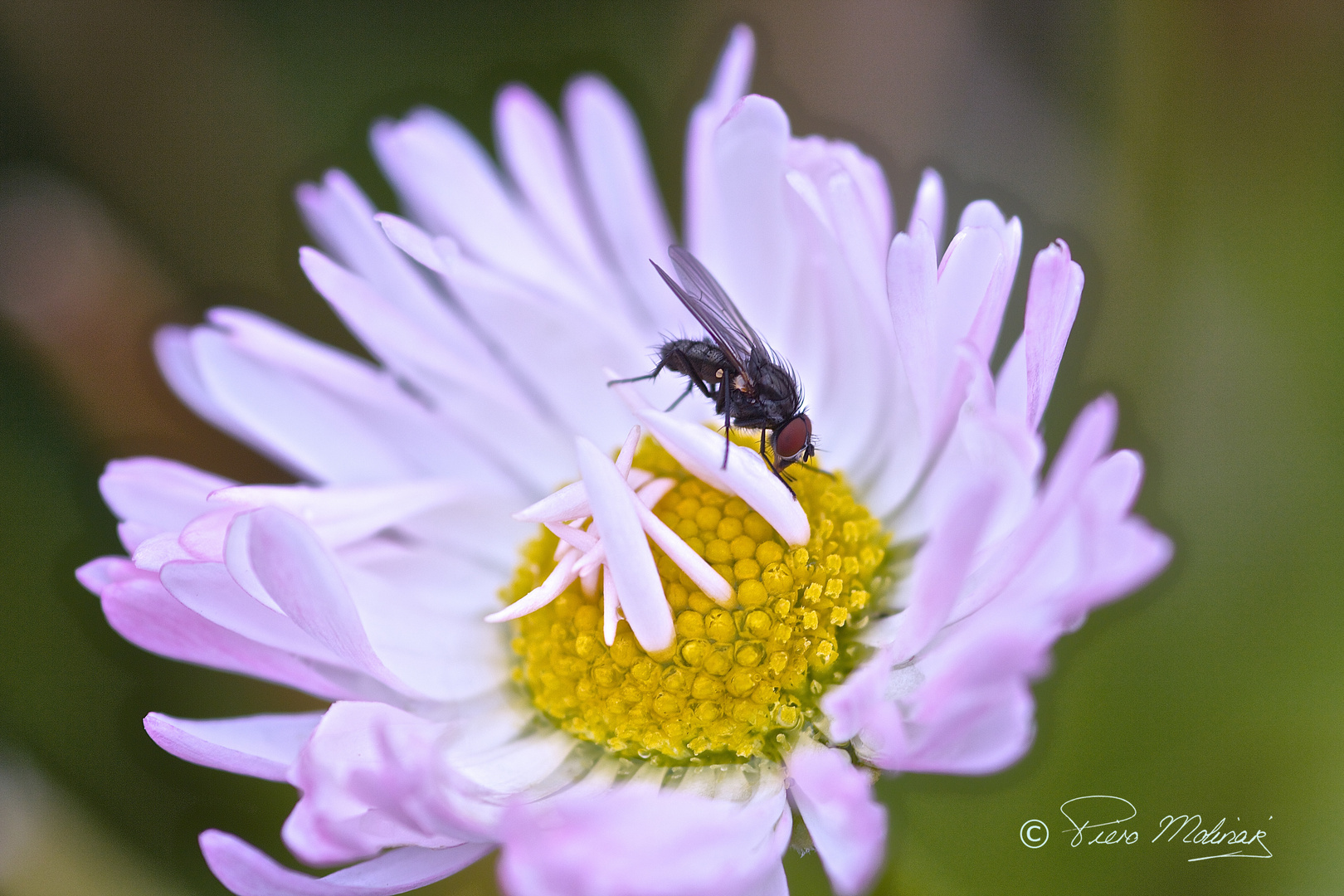 on the top of the flower