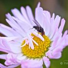 on the top of the flower