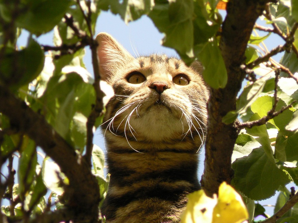 On the tree