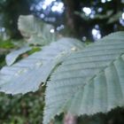 on the turkey ofn the black sea ..!! Thiz is a natural leaf