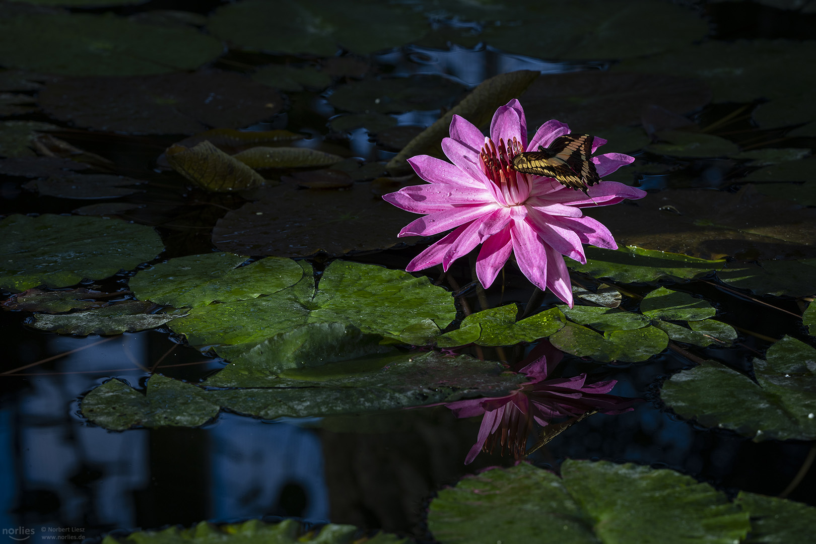 on the water lily