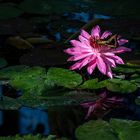 on the water lily