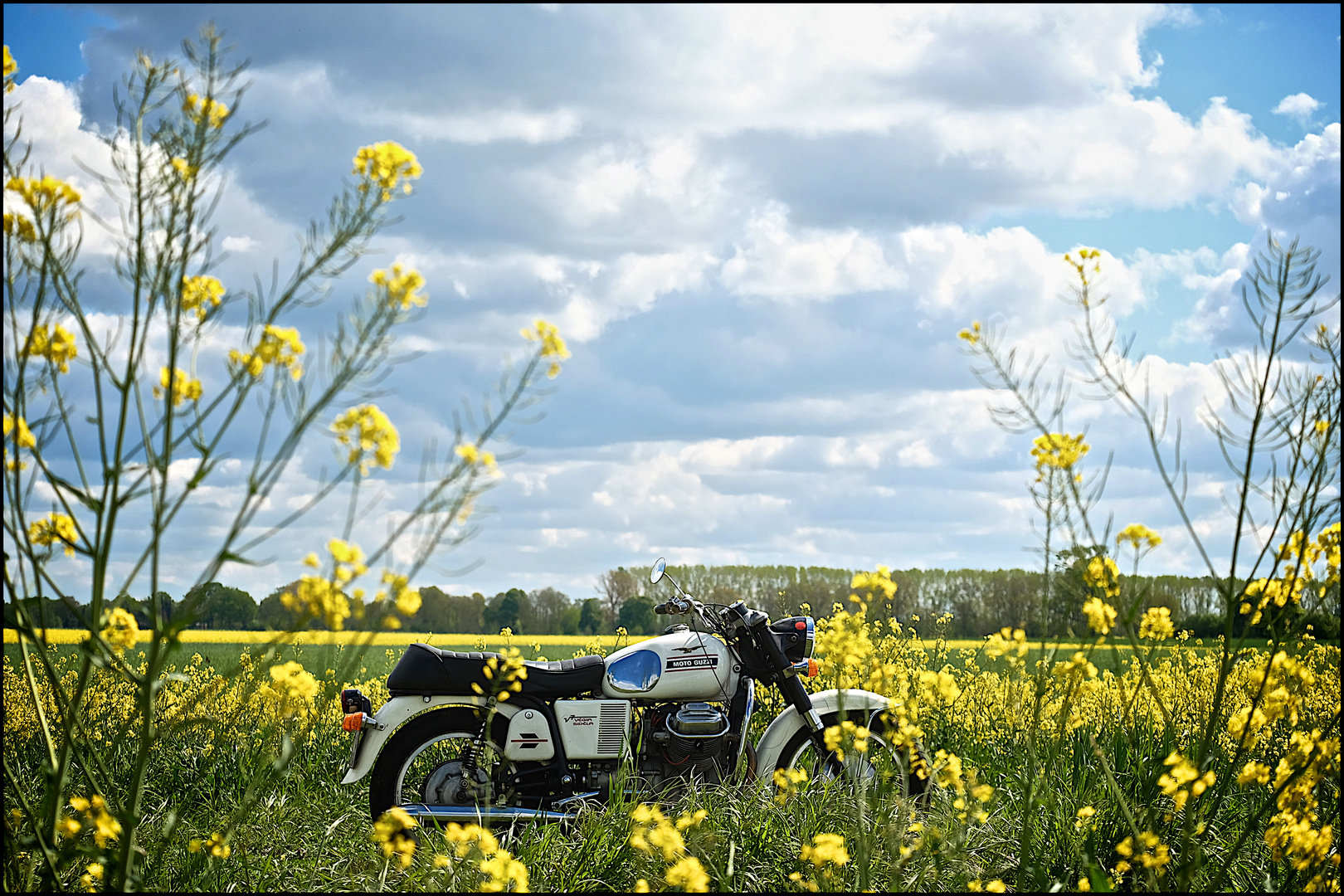 On the way in the rape field...