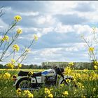 On the way in the rape field...