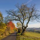 On the way of autumn (SK)