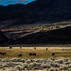 on the way to mono lake