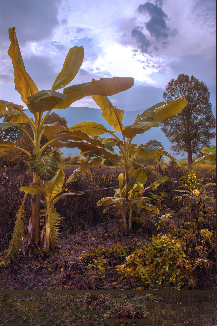 On the way to Phu Luang Wildlife Sanctuary