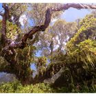 On the way to Saddle Hut - Mount Meru