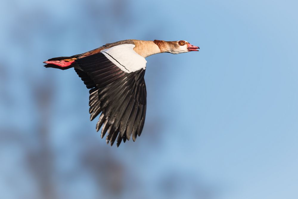 on the wing