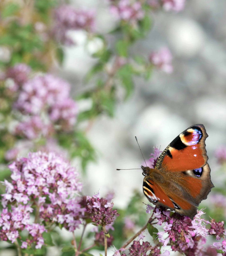 On the wings of a butterfly