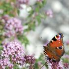 On the wings of a butterfly