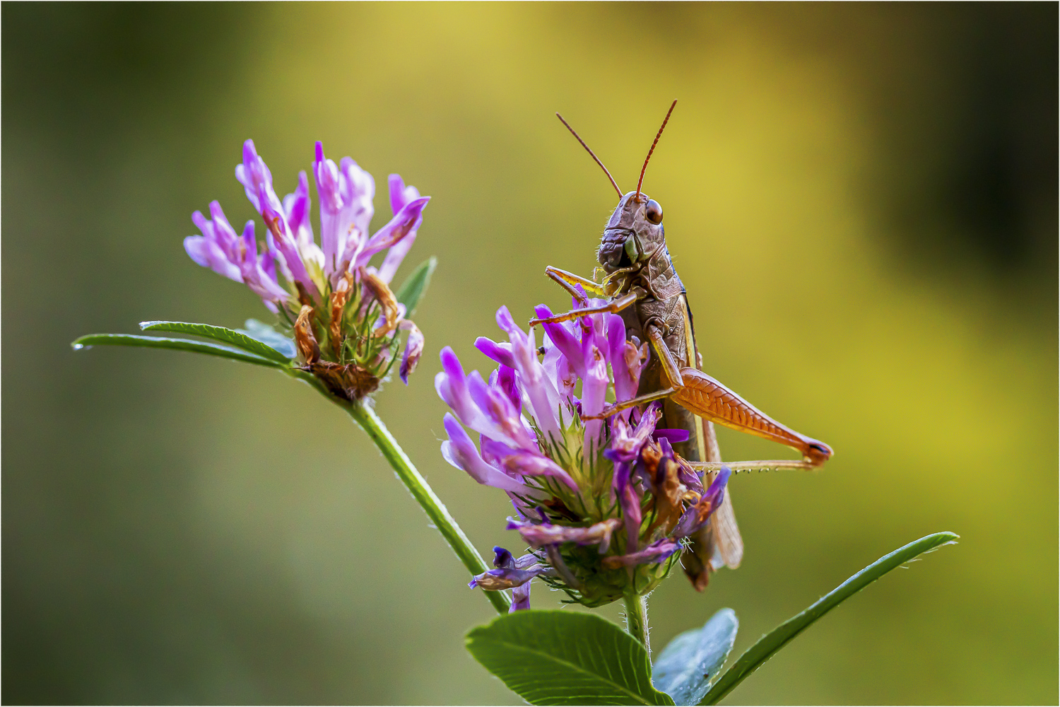 On top of red clover