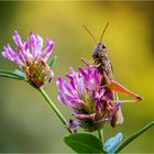 On top of red clover