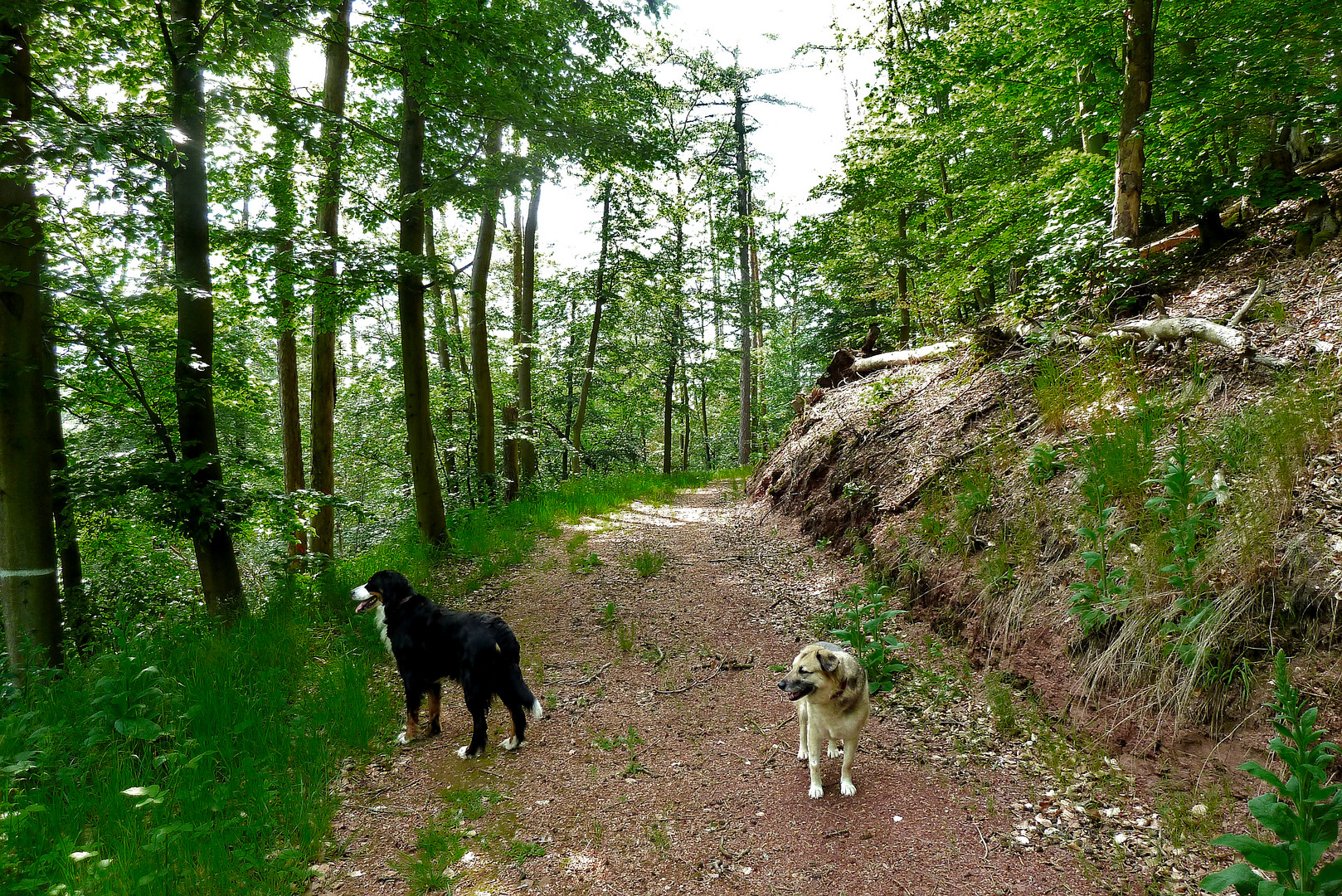 On Tour im Wald