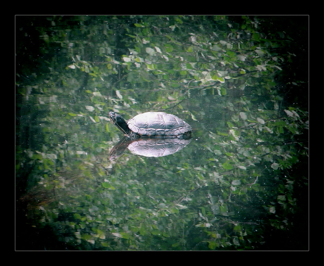 On Turtle Lake