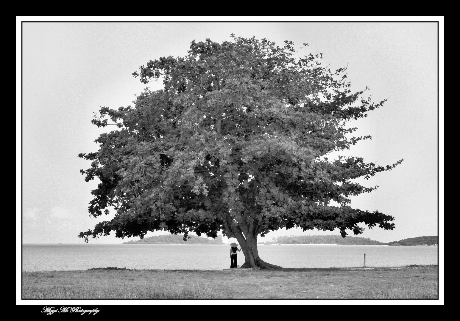 On under the Big Tree @ Big Buddha Beach