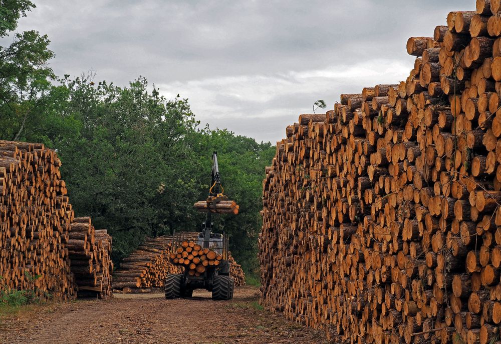 On va rentrer un peu de bois pour l’hiver… !