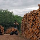 On va rentrer un peu de bois pour l’hiver… !