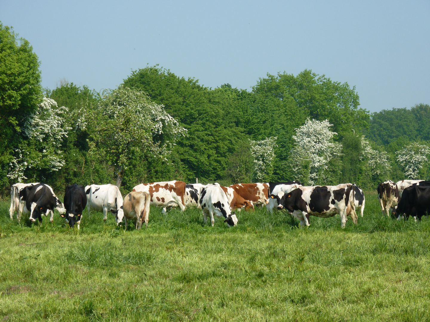 On va voir les vaches !