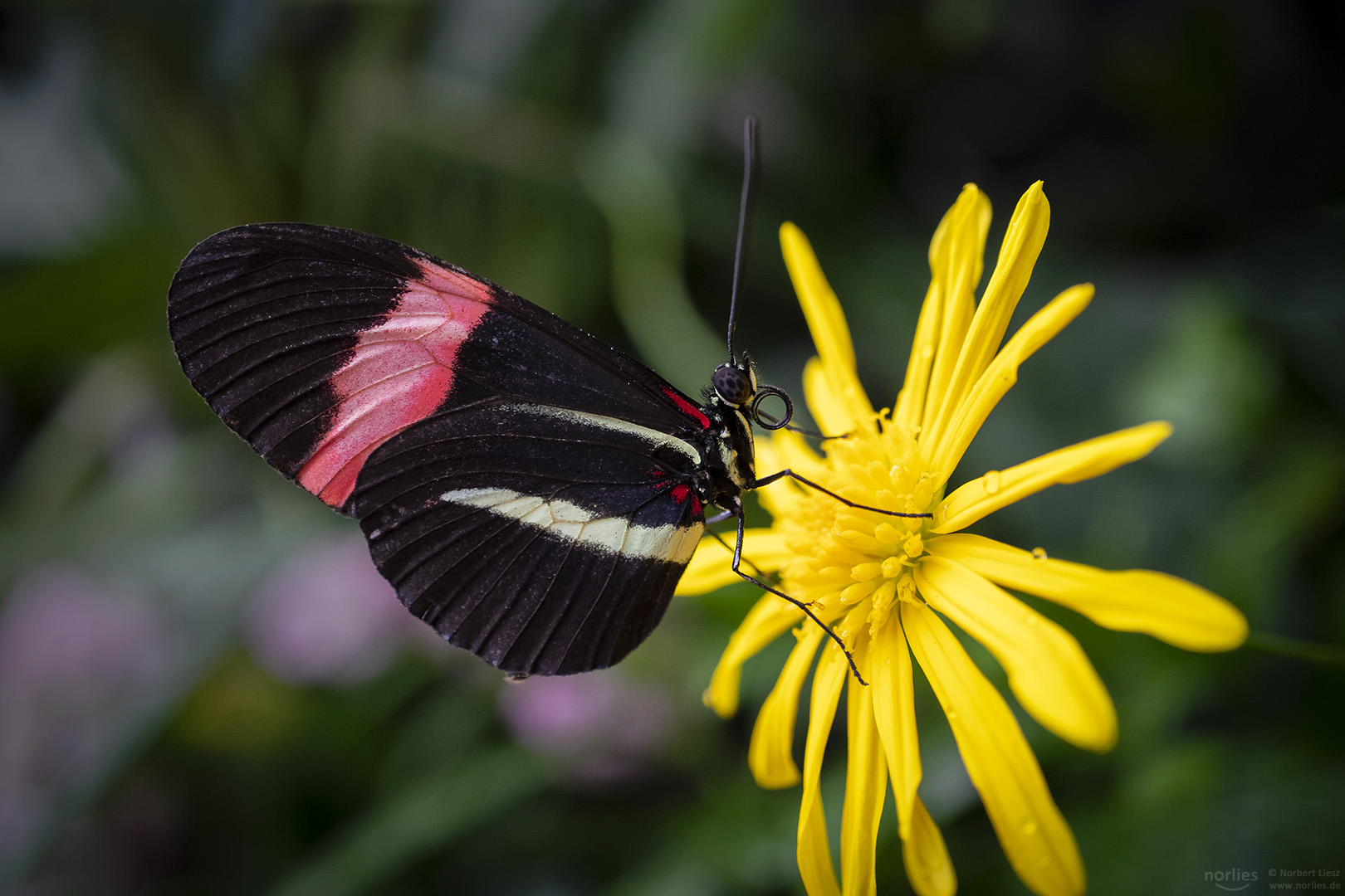 on yellow flower